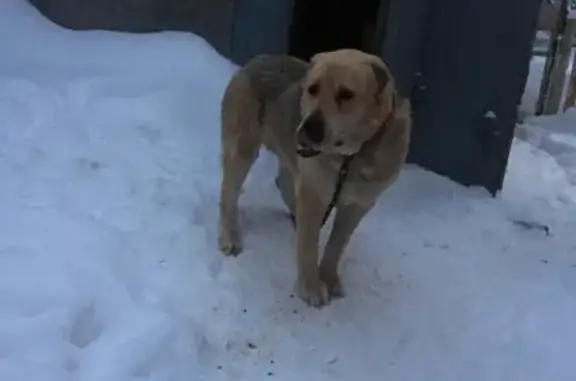 Пропала стерилизованная собака в районе Берёзок, Магнитогорск