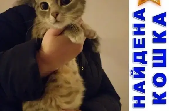 Найдена беременная кошка в Кургане