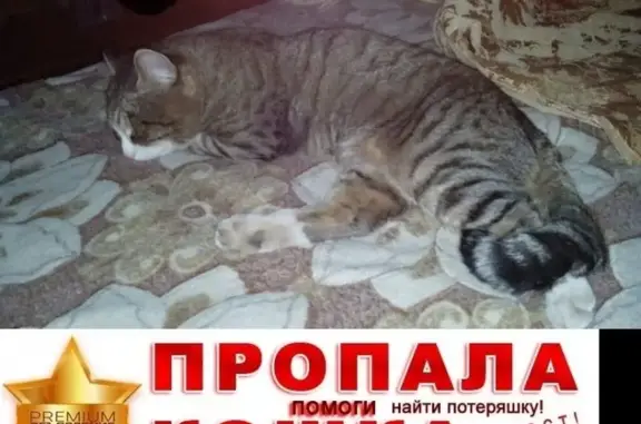 Кошки потеряшки, Курган, фото: Потеряшка кошка Тимоша на Гоголя 92, Курган