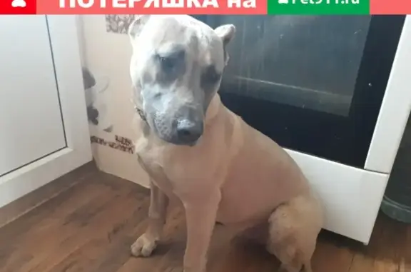 Найдена собака в Заозёрном, Крым