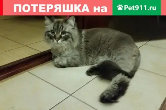 Найден кот на Бардине 48а (Юго-Западный, Екатеринбург)