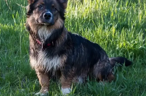 Собаки потеряшки, Ямуга, фото: Потеряшка собака в деревне Ямуга, кличка РЭЙ.