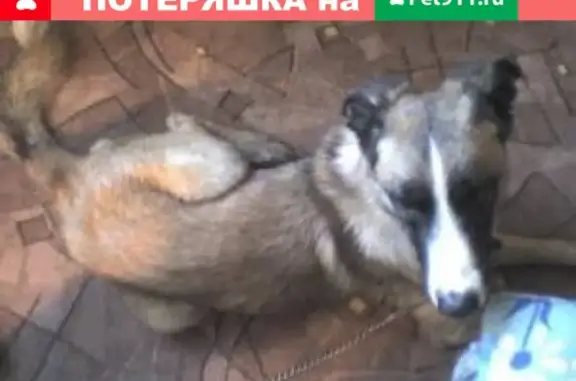 Найдена собака в Приморском р-не СПб, ищем хозяина!