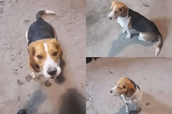 Найдена собака в Батайске, северный массив, 9