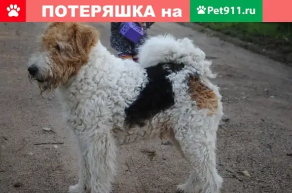 Пропала собака Тоша в Мурманске