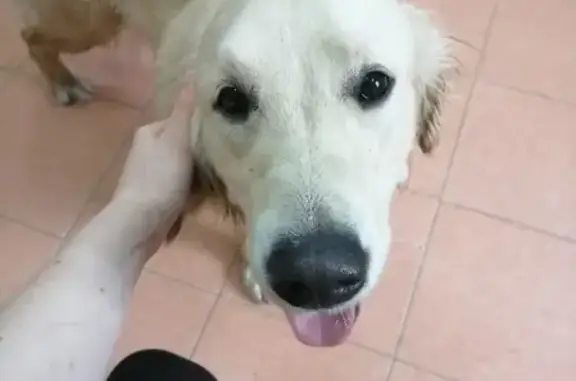 Найдена собака с ошейником в Фрязино