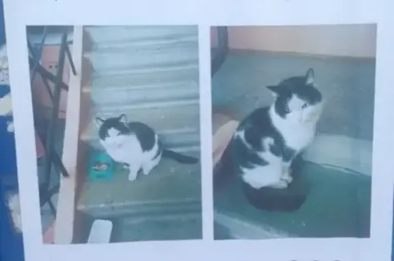 Найден кот в Новосибирске