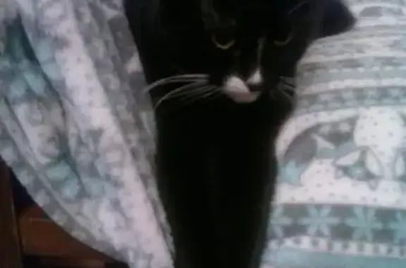 Кошки потеряшки, Набережные Челны, фото: Потеряшка кошка Мальвина, район 58/18, Набережные Челны.