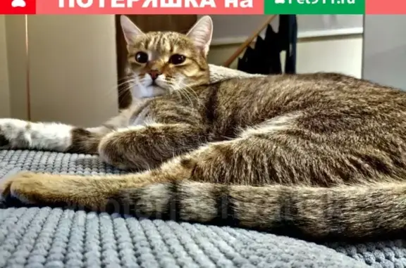 Кошки потеряшки, Новосибирск, фото: Потеряшка кошка на улице Кирова 108 (Новосибирск)