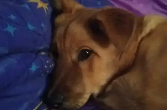 Пропала собака в Лесосибирске