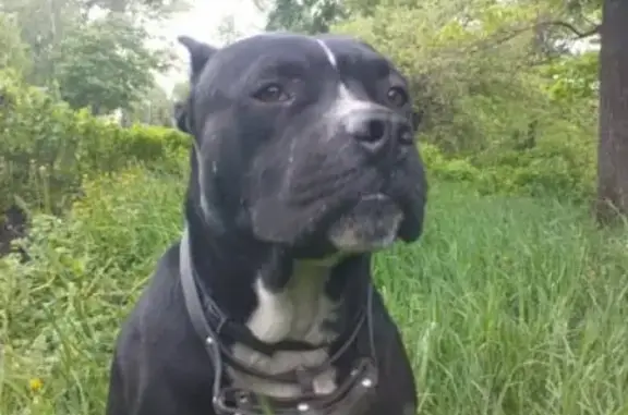 Собаки потеряшки, Липецк, фото: Потеряшка собака на ул. Плеханова, г. Липецк