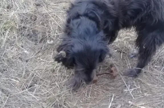 Найдена бесхозная собака возле военного городка на Южном обходе