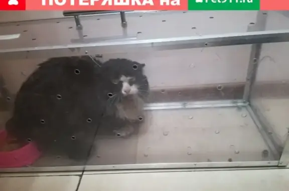 Найдена кошка на Б. Очаковской, Москва
