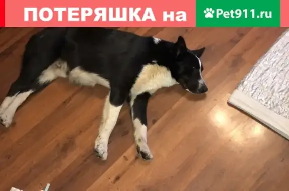 Собака найдена в Митино, Москва, Ангелов переулок 5.