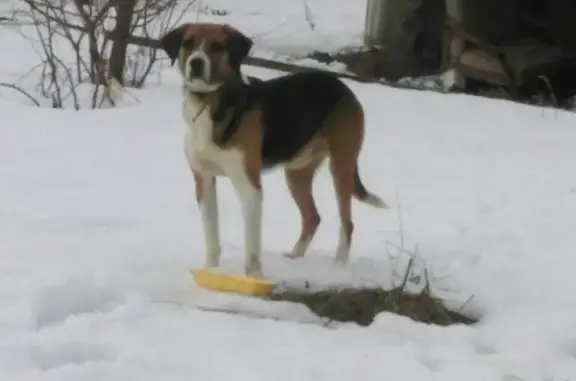 Собака Потеряшка ищет хозяина в Арсеньево, Тульская область (ул. Бандикова, 99)