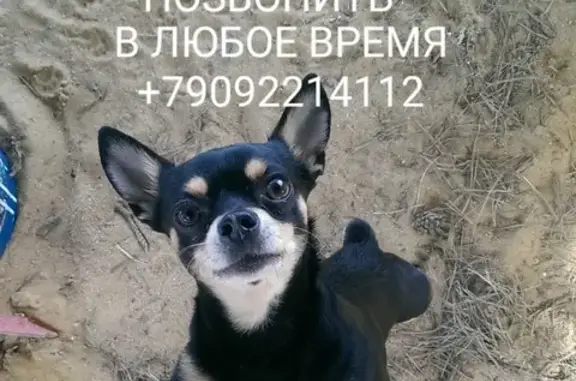 Собаки потеряшки, Липецк, фото: Потеряшка собака Тойтерьер на ул. Пришвина, Липецк