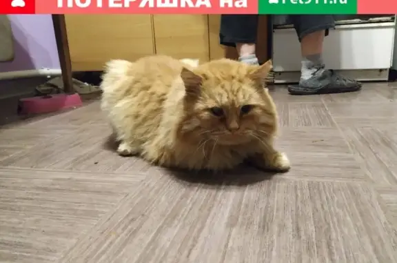 Пропала рыжая кошка на ул. Портовая, Ростов-на-Дону.
