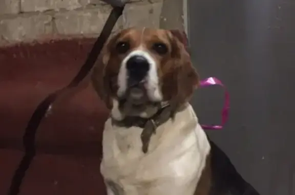 Найдена собака в Тракторозаводском районе
