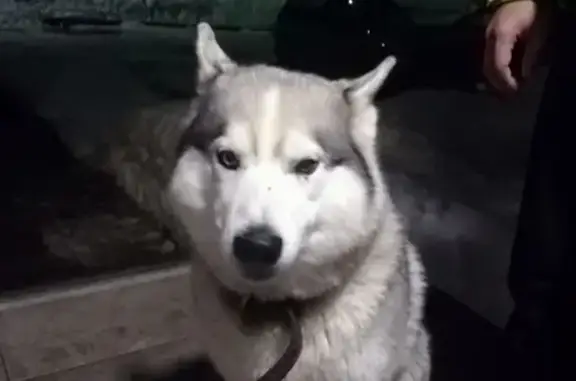 Найдена собака в пос. Вороновка, Казань