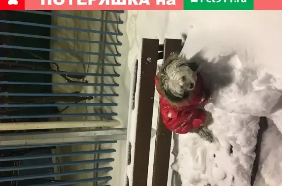 Объявления о пропавших и найденных животных, Москва, фото: Пропала собака Соня на улице Борисовские Пруды, Москва