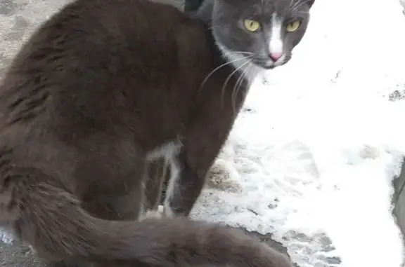 Найдена кошка в районе Серебряный берег (Омск)