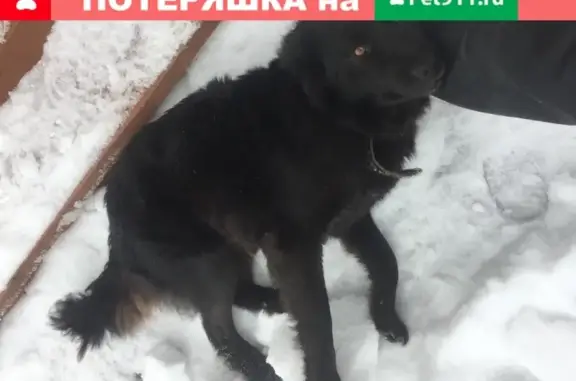 Найдена добрая собака в СНТ Веснянка, Орехово-Зуево