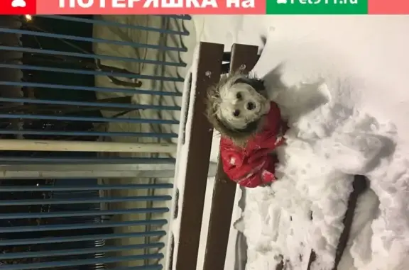 Потерянные животные Москва, фото: Пропала китайская хохлатая пуховка на ул. Борисовские Пруды, 1.