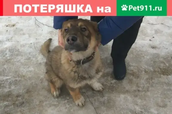 Найден щенок на Московском проспекте в Ярославле