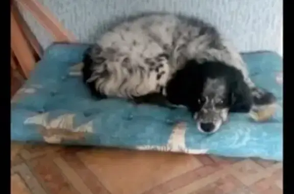 Пропала собака на ул. Солнечная, д. 2, Ревда, Свердловская область
