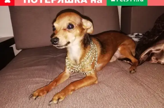 Пропала собака на ул. Победа в Славянске-на-Кубани