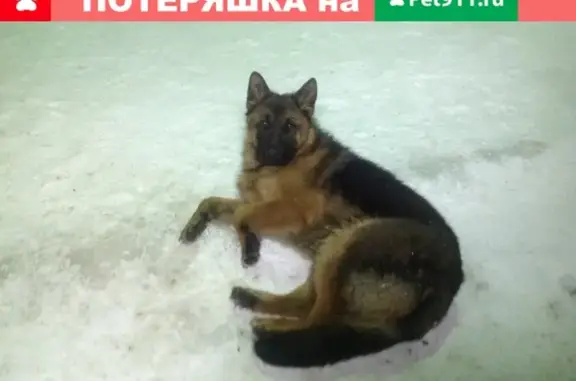Собака найдена на Дырнос 147, Сыктывкар