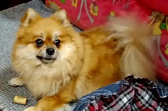 Собаки потеряшки, Новый Быт, фото: Потеряшка собака в поселке Новый Быт, вознаграждение 10 тыс.