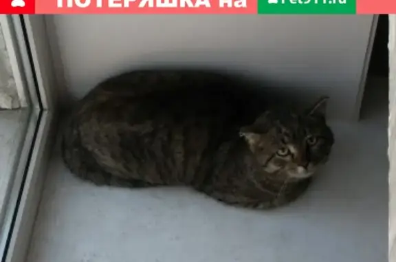 Найдена кошка в Академгородке, нужна помощь!