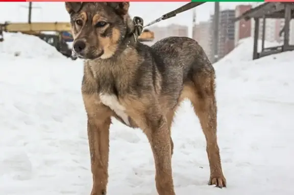 Найдена собака Джим в Перми