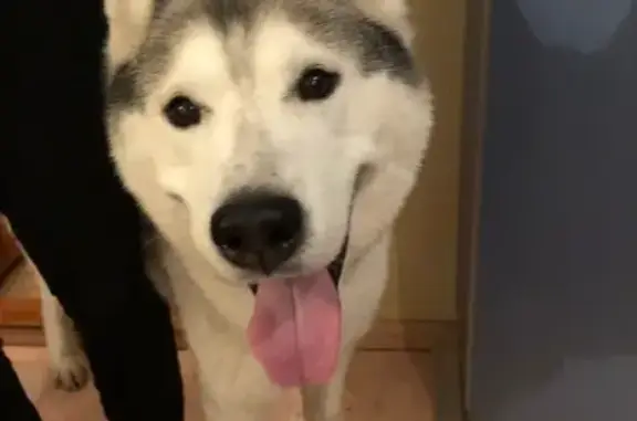 Найдена собака в Кирове с зелёным ошейником
