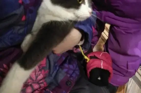 Найдена кошка в Среднеуральске