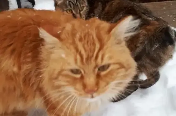 Пропал рыжий кот без хвоста в Улан-Удэ