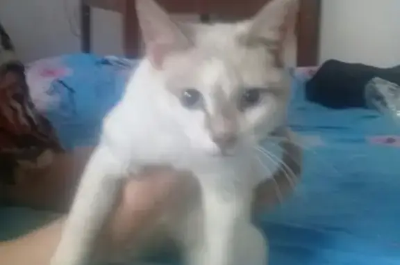 Найдена кошка в Пермском крае