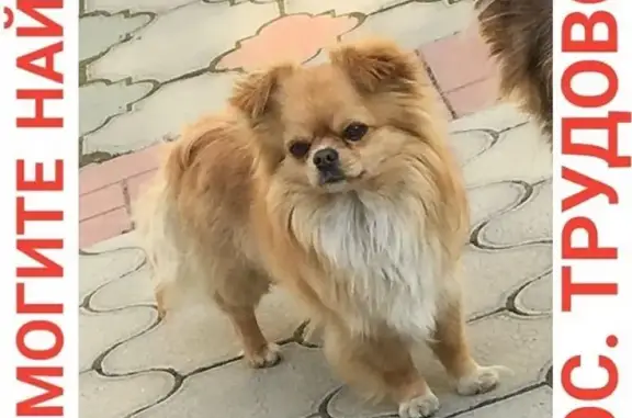 Пропала собака Чихуа-Хуа в Трудовом, Владивостокский городской округ