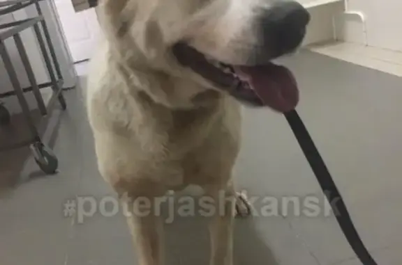 Найдена собака в районе Доватора, Новосибирск