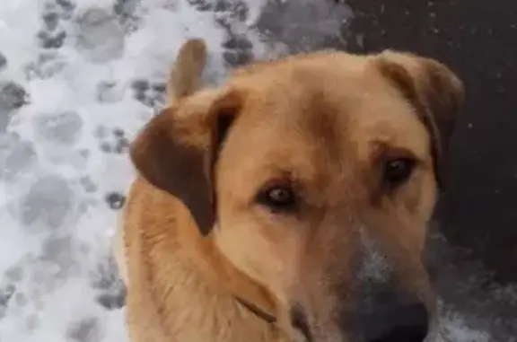 Найдена ухоженная собака в Мелеузе