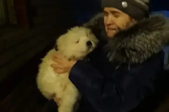 Пропала собака в Сургуте: мареммо-абруццкая овчарка, 3 мес., белый.