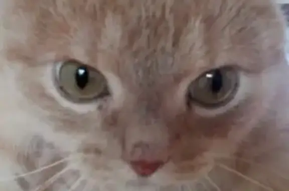 Кошки потеряшки, Тольятти, фото: Потеряшка кот в Тольятти, рыжего окраса