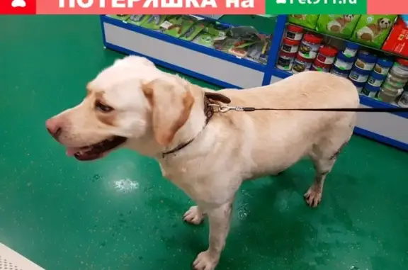 Найдена собака на Витебском проспекте, СПб