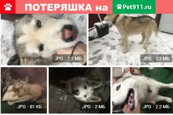 Найдена собака возле церкви в Мытищинском районе Московской области