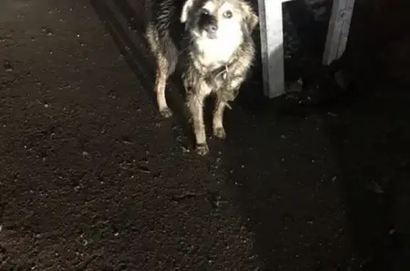 Найдена собака на южном тупике, Сергиев Посад