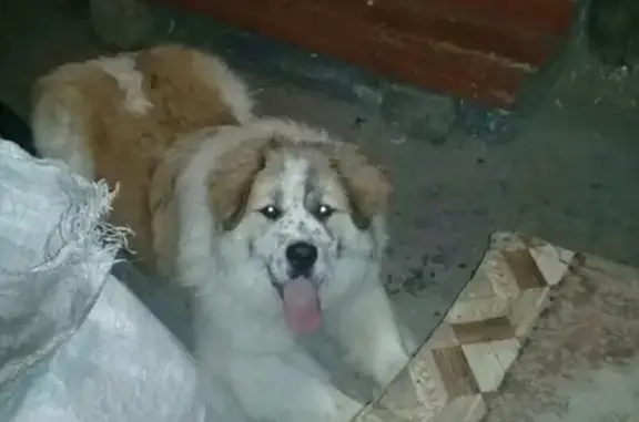 Найдена собака в Болотном, Новосибирская область