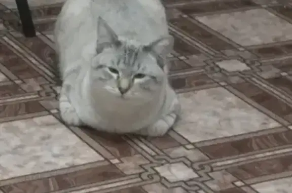 Потерянные животные Владимир, фото: Пропал кот на Северной улице, д. 26а