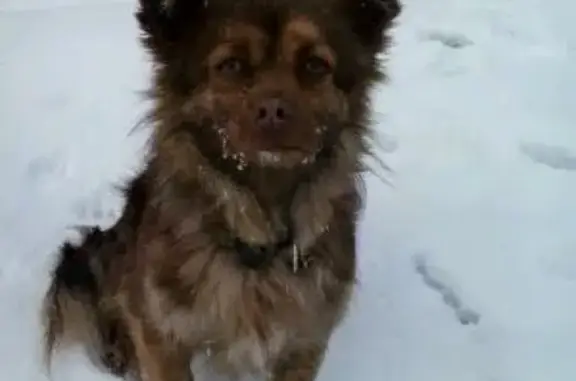 Пропала собака Джина на улице Кайманова