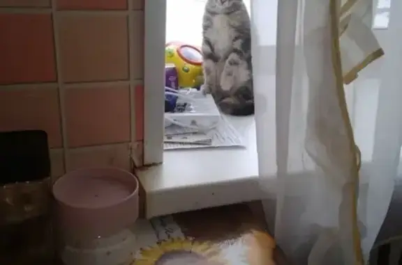 Пропала домашняя кошка в Александрове, Владимирская область